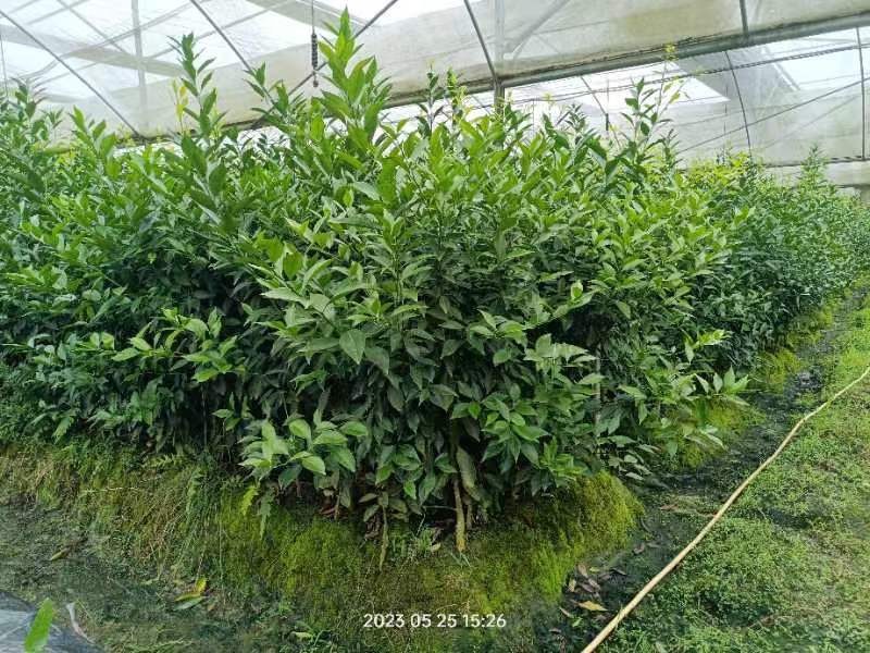 新会柑，茶子柑，优质大苗