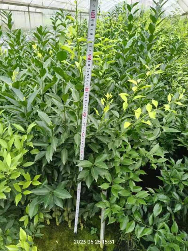 新会柑，茶子柑，优质大苗