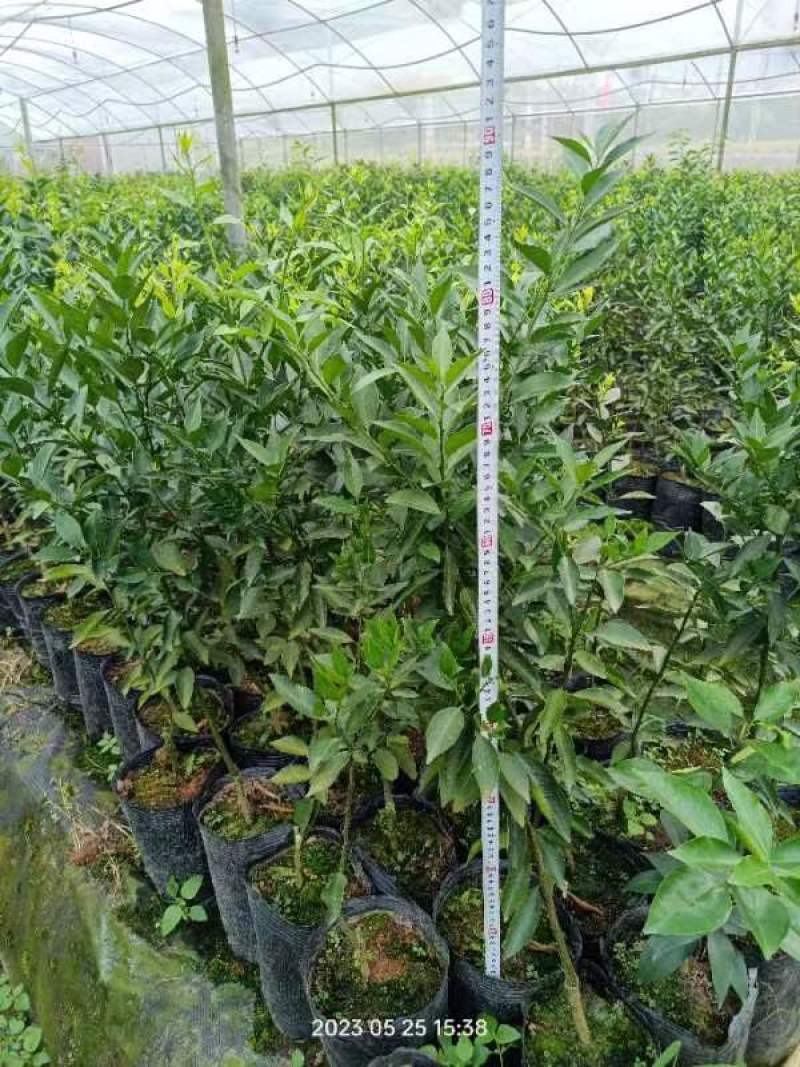 新会柑，茶子柑，优质大苗