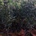 新会柑，茶子柑，优质大苗