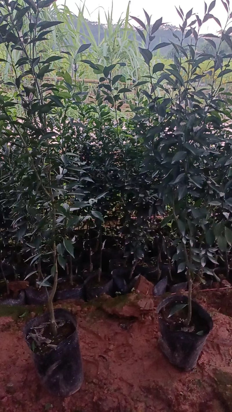 新会柑，茶子柑，优质大苗