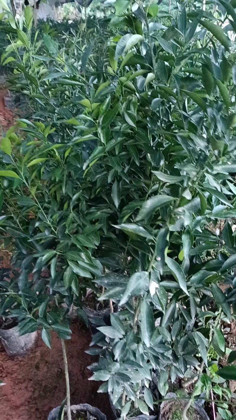 新会柑，茶子柑，优质大苗