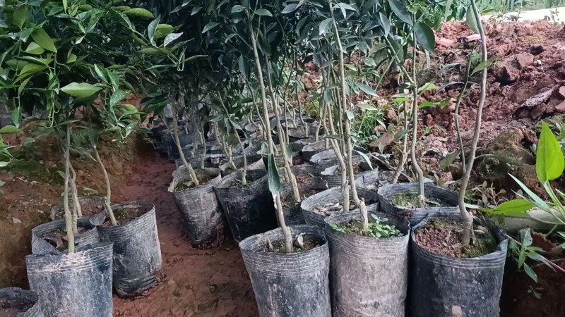 新会柑，茶子柑，优质大苗