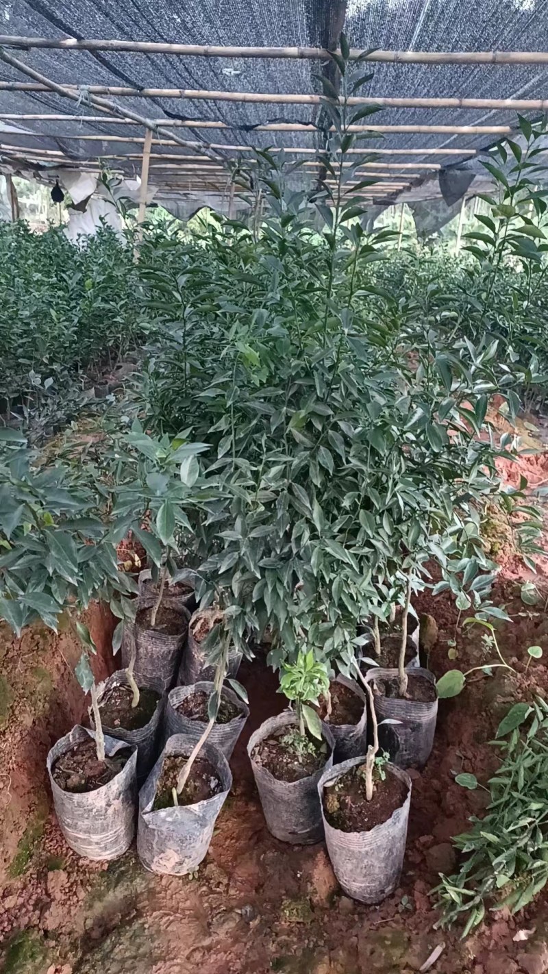 新会柑，茶子柑，优质大苗