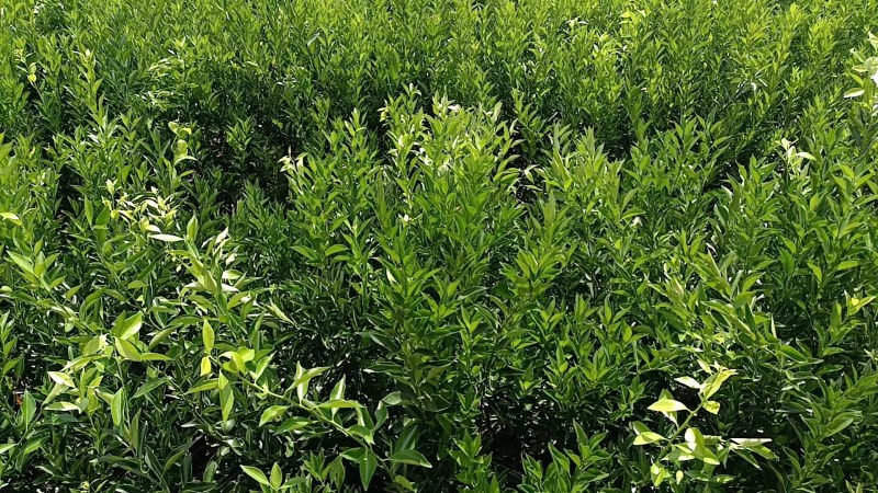 新会柑，茶子柑，优质大苗