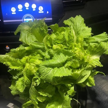 大心儿菜