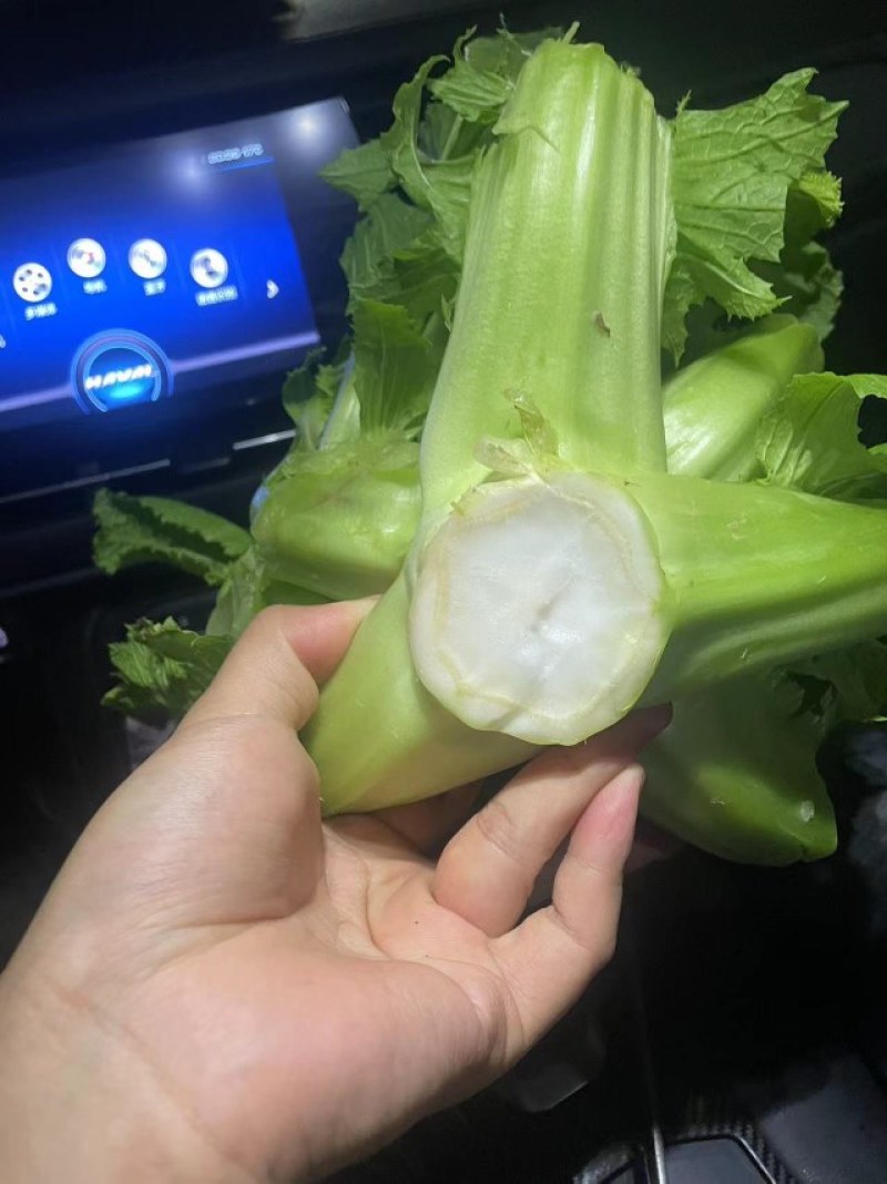 大心儿菜