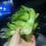 大心儿菜