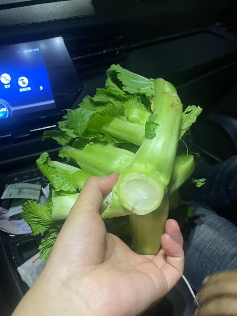大心儿菜