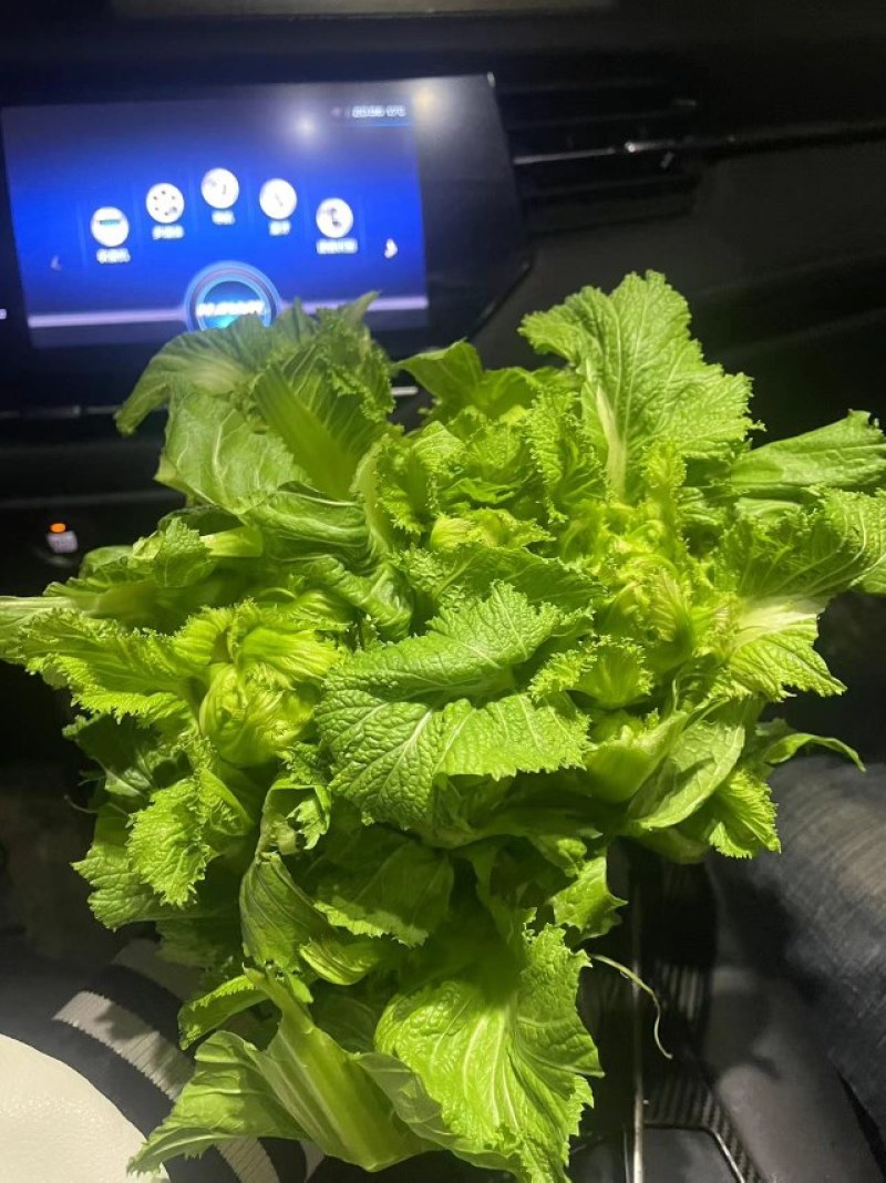 大心儿菜