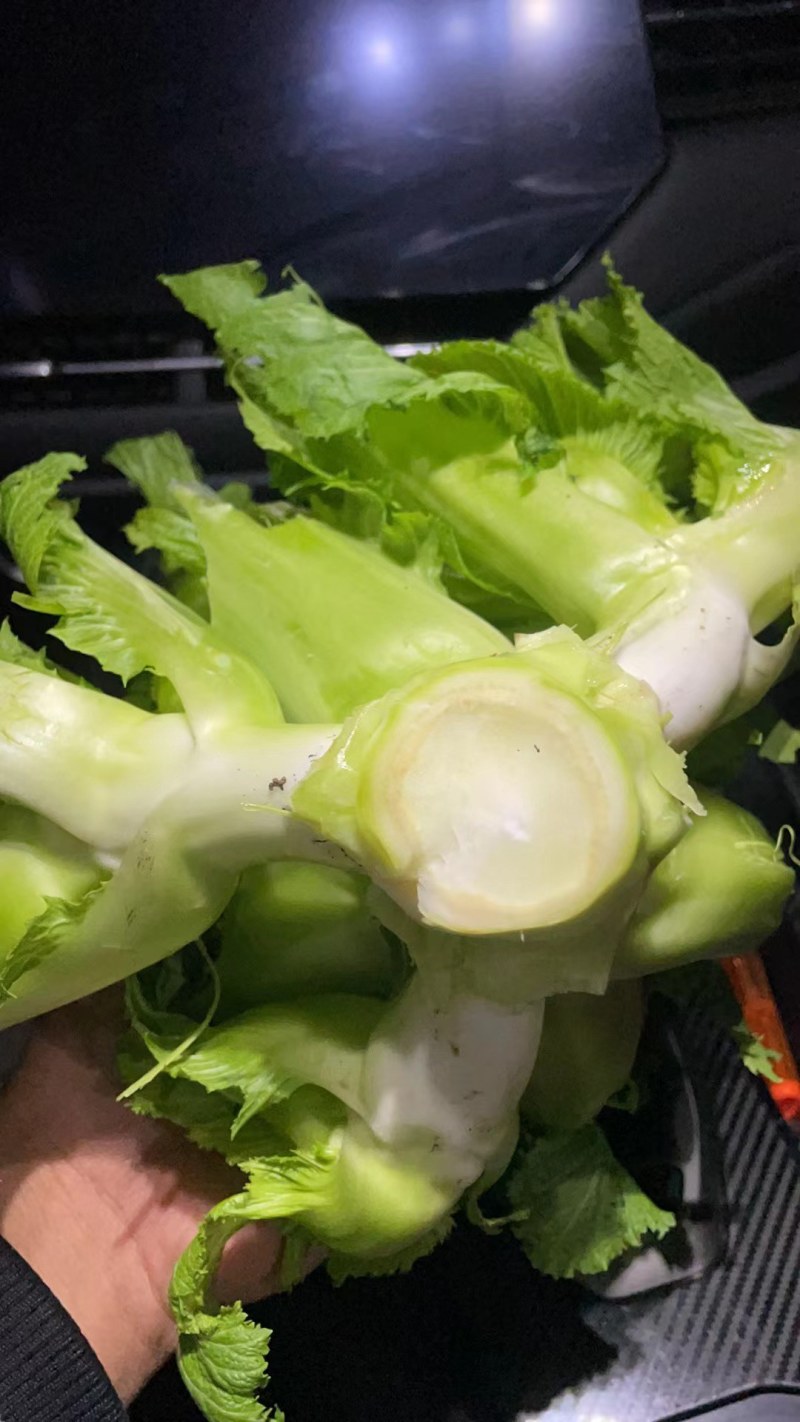 大心儿菜
