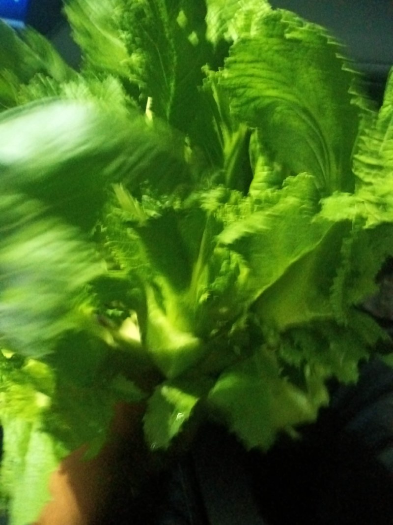 大心儿菜
