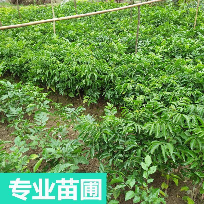 广西容县鸡心黄皮稼接苗成活率高产地直发欢迎老板电联