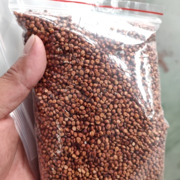 红缨子高粱