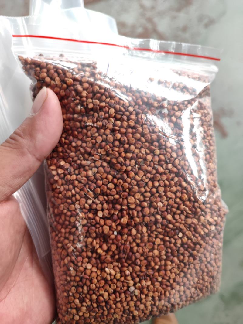 红缨子高粱