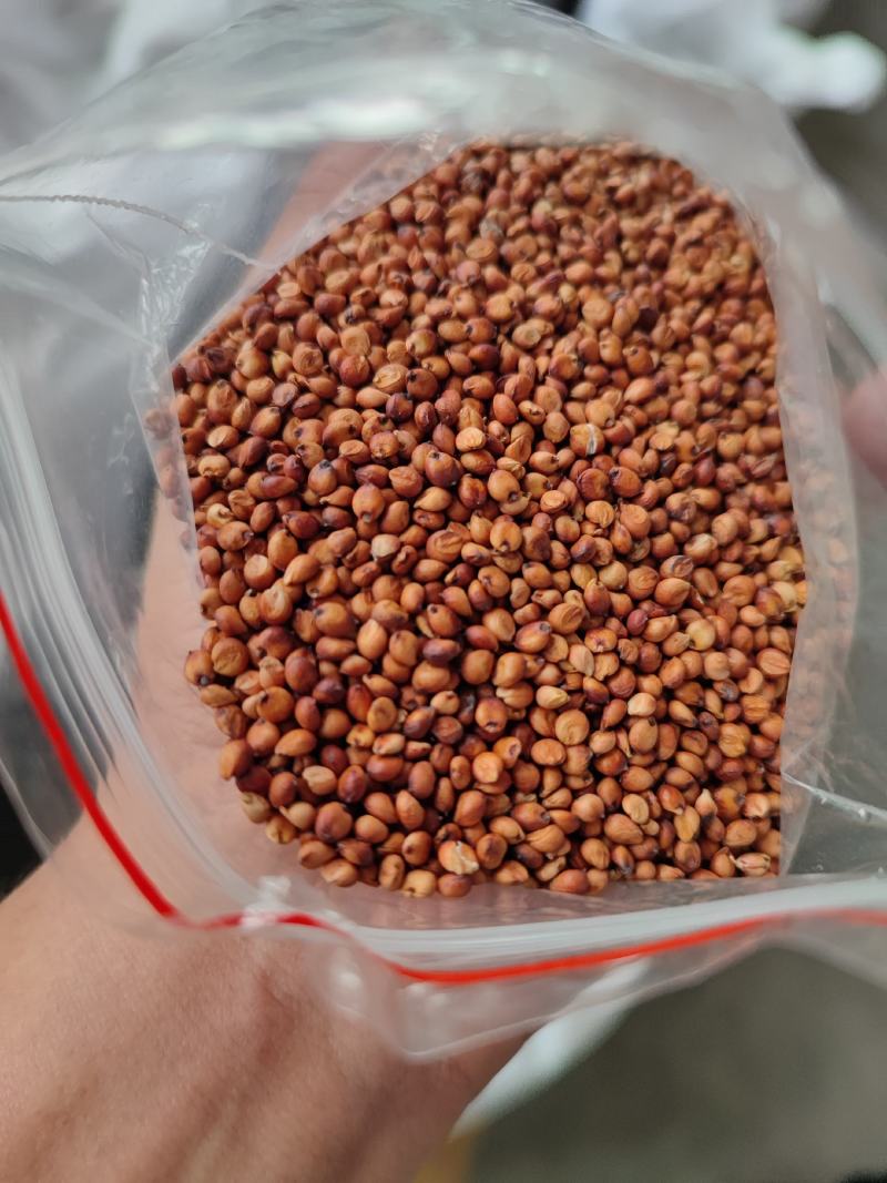红缨子高粱