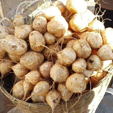 红土凉薯土瓜。正宗甘甜水分足