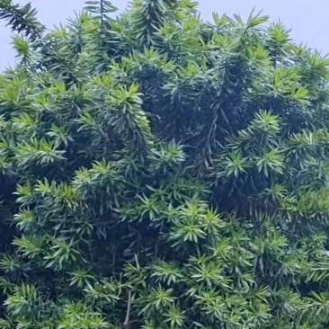 百合竹