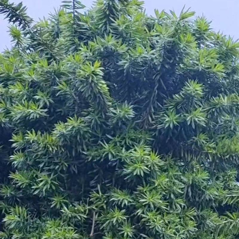 百合竹