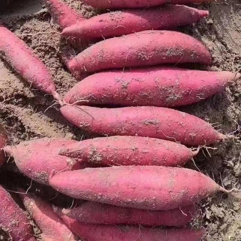 红薯大量上市产地直发货源充足量大从优欢迎客商咨询