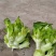 四川精品儿菜，直发云，贵，川
