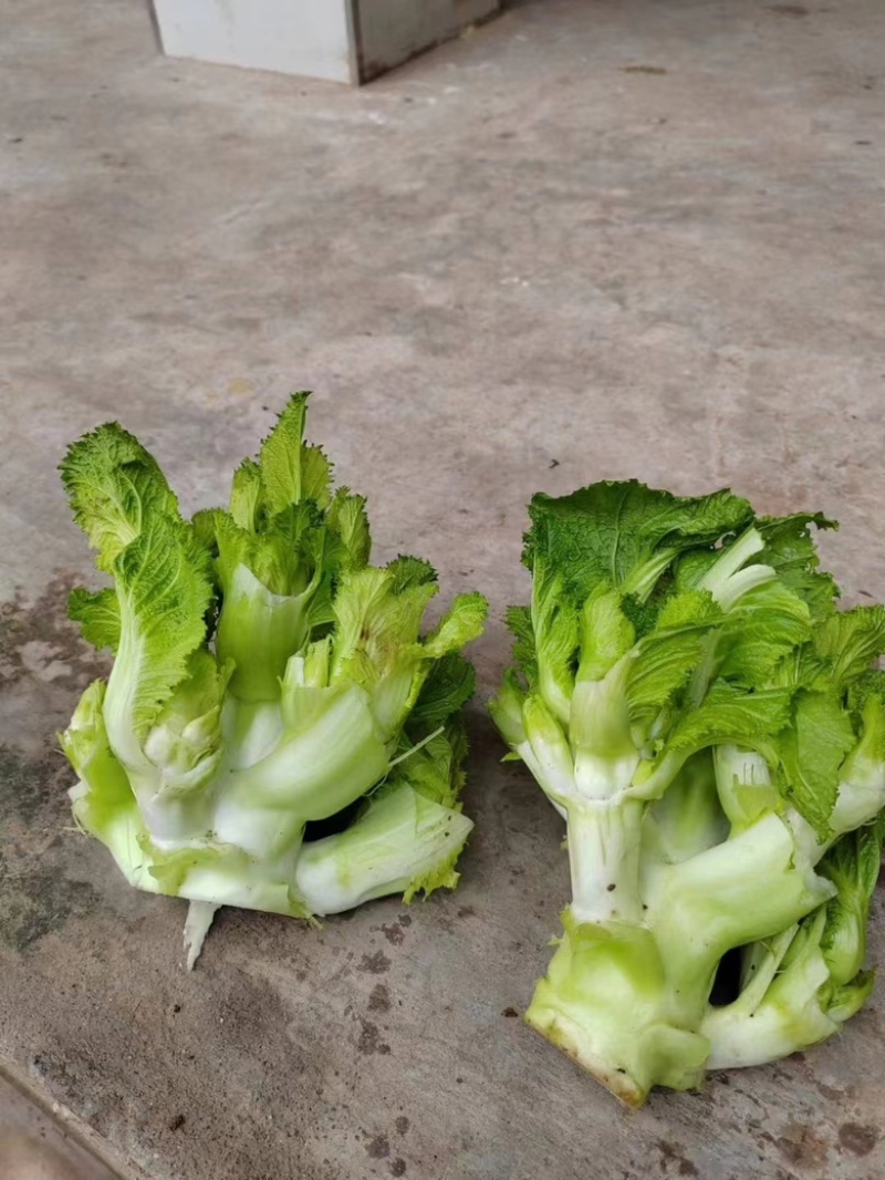 四川精品儿菜，直发云，贵，川
