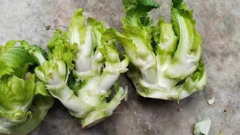 四川精品儿菜，直发云，贵，川