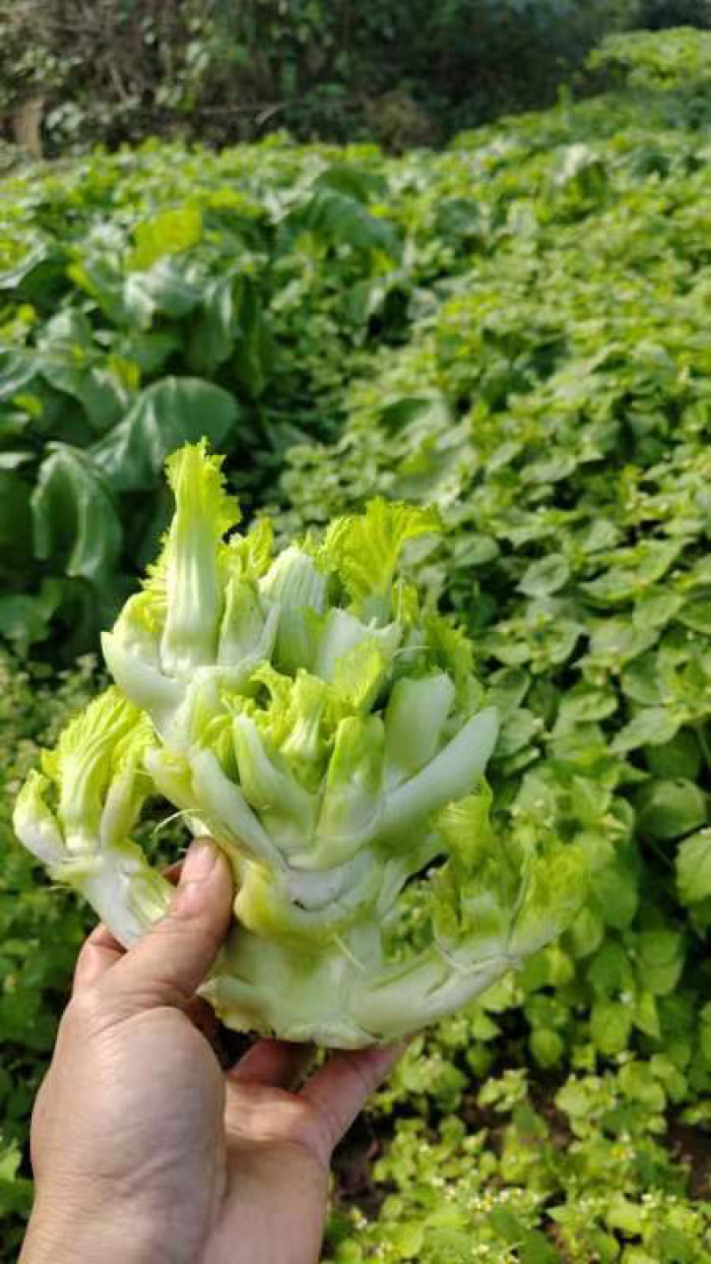 四川精品儿菜，直发云，贵，川