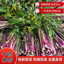 湖北沙洋县蔬菜基地，大量上市红菜苔，质量很好，规格整齐