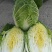 黄心大白菜，优质白菜，产地直发支持视频看货代发全国