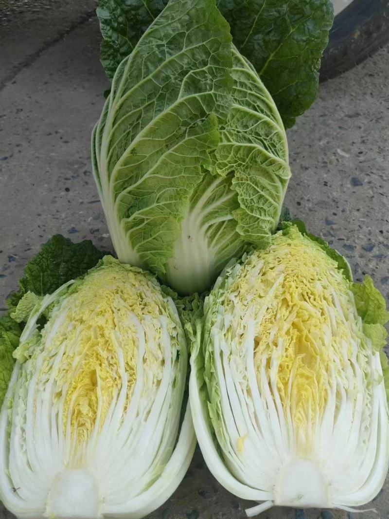 黄心大白菜，优质白菜，产地直发支持视频看货代发全国