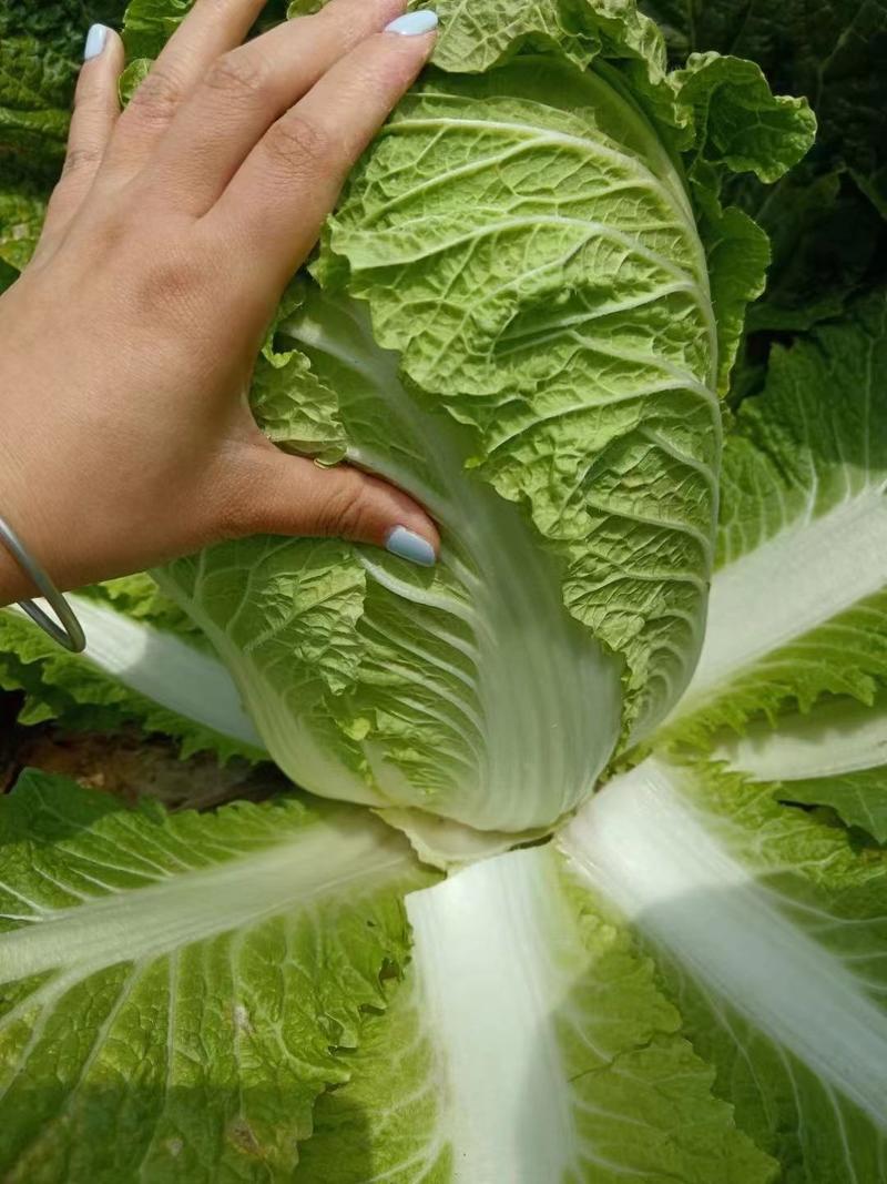 精品黄心白菜，大量上市，欢迎各地老板来电询价