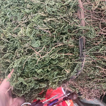 石上柏扎巴切段两种规格