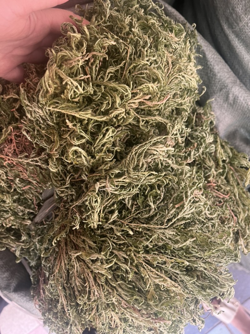 石上柏扎巴切段两种规格
