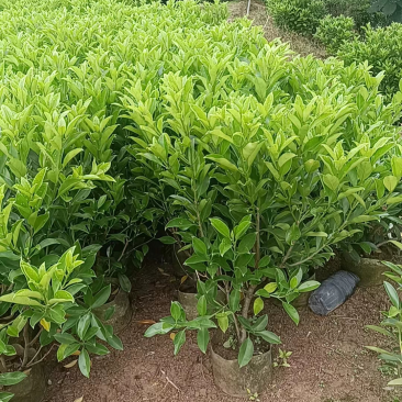 广东普宁大量非洲茉莉布袋苗基地直销五万株