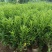 广东普宁大量非洲茉莉布袋苗基地直销五万株
