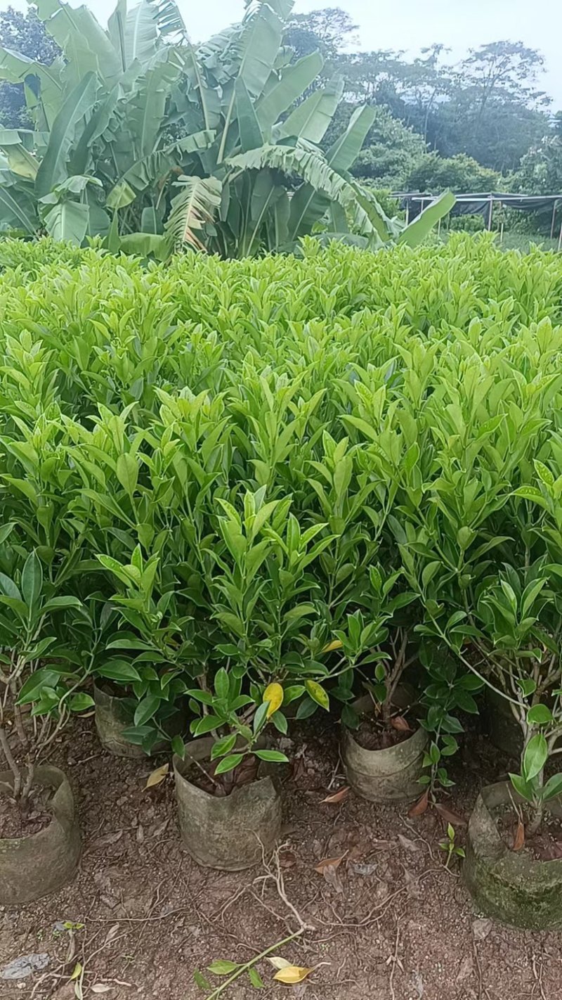 广东普宁大量非洲茉莉布袋苗基地直销五万株