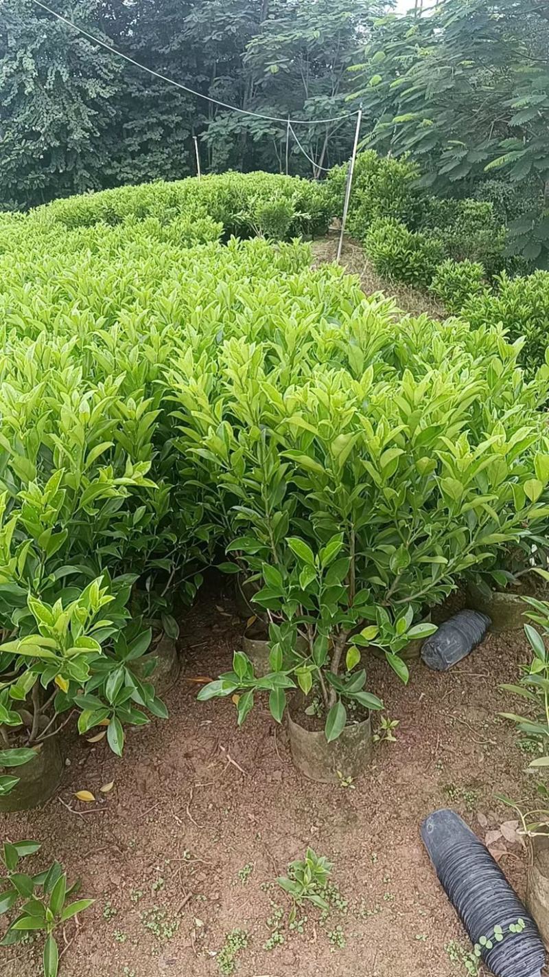 广东普宁大量非洲茉莉布袋苗基地直销五万株