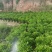 广东普宁大量非洲茉莉布袋苗基地直销五万株
