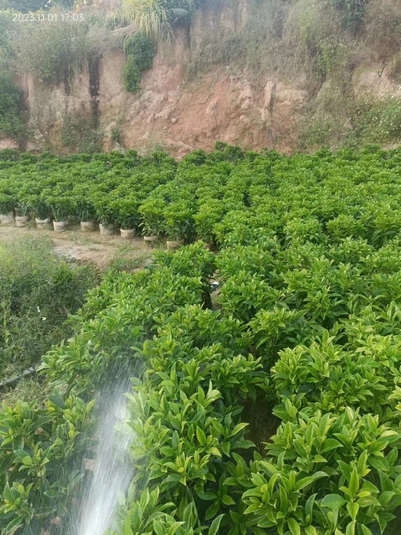 广东普宁大量非洲茉莉布袋苗基地直销五万株
