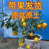 盆栽香水柠檬树苗原盆原土带果发货包成活包对版