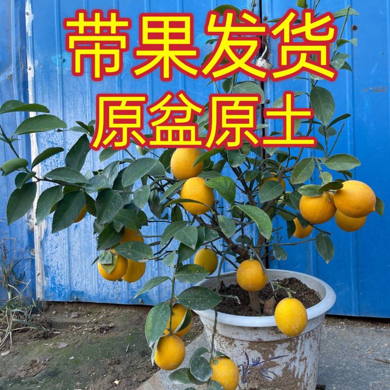 盆栽香水柠檬树苗原盆原土带果发货包成活包对版