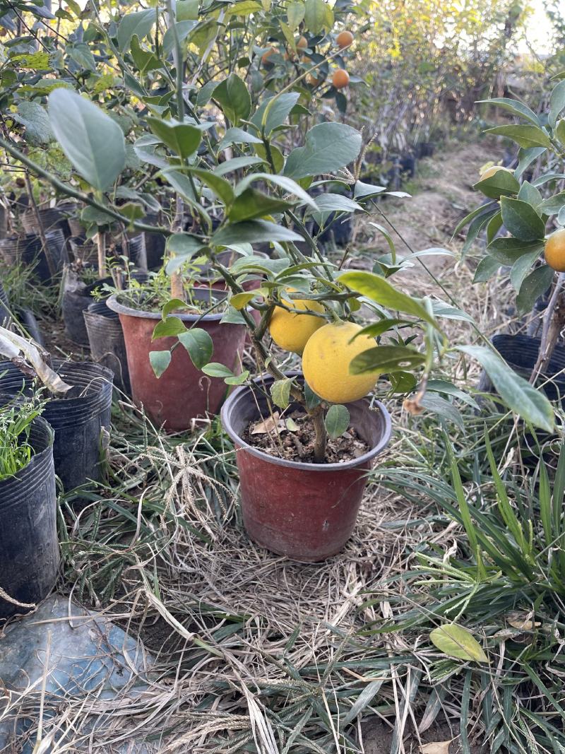 盆栽香水柠檬树苗原盆原土带果发货包成活包对版