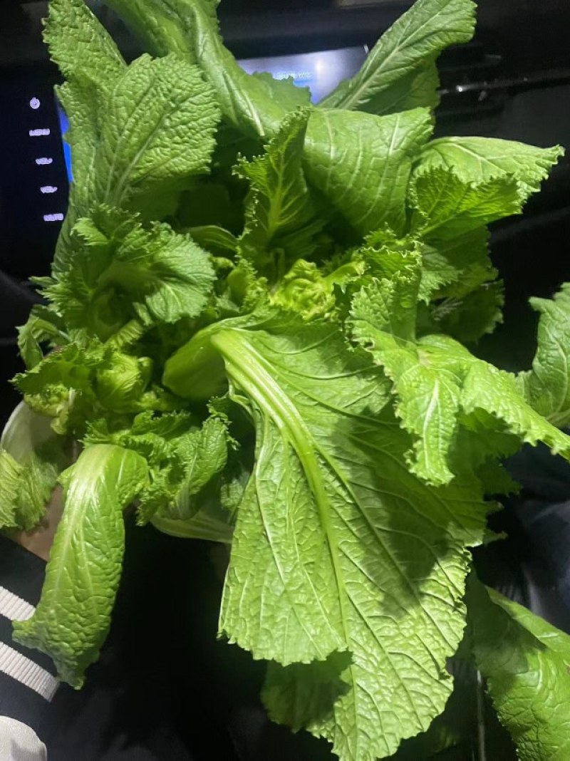 大心儿菜
