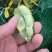 南通大青豆，小寒王毛豆，手工剥米豆，电商货