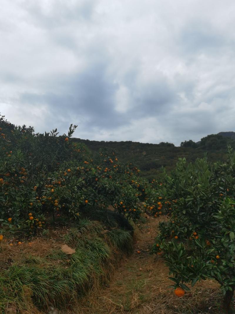 涌泉山地蜜橘