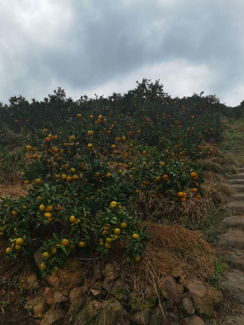 涌泉山地蜜橘