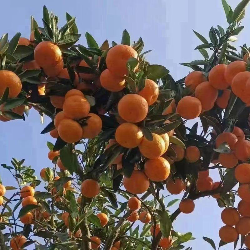 涌泉平坦蜜橘