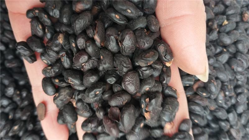 淡豆豉，产地直供，质量保证，无硫无熏蒸，实拍现货，