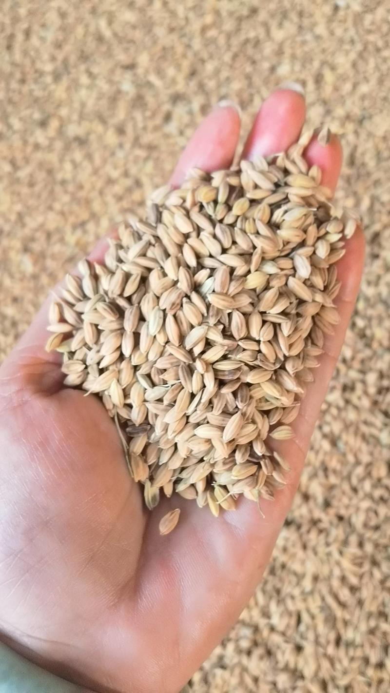 2023年短粒粳稻烘干达标三级粮质量保证欢迎咨询